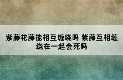 紫藤花藤能相互缠绕吗 紫藤互相缠绕在一起会死吗